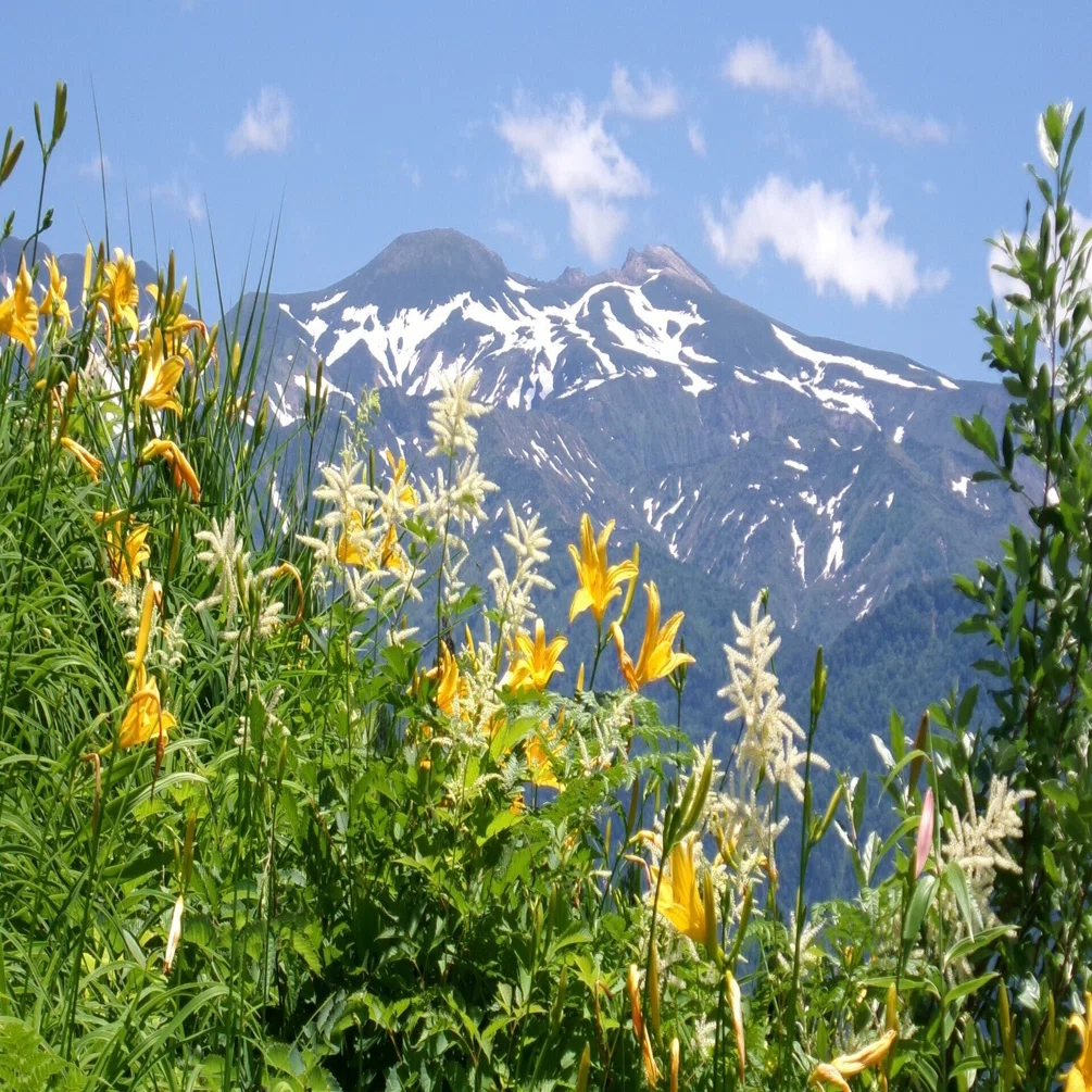 白山高山植物園でニッコウキスゲを眺め、その後西山山頂へ 白山の残雪
