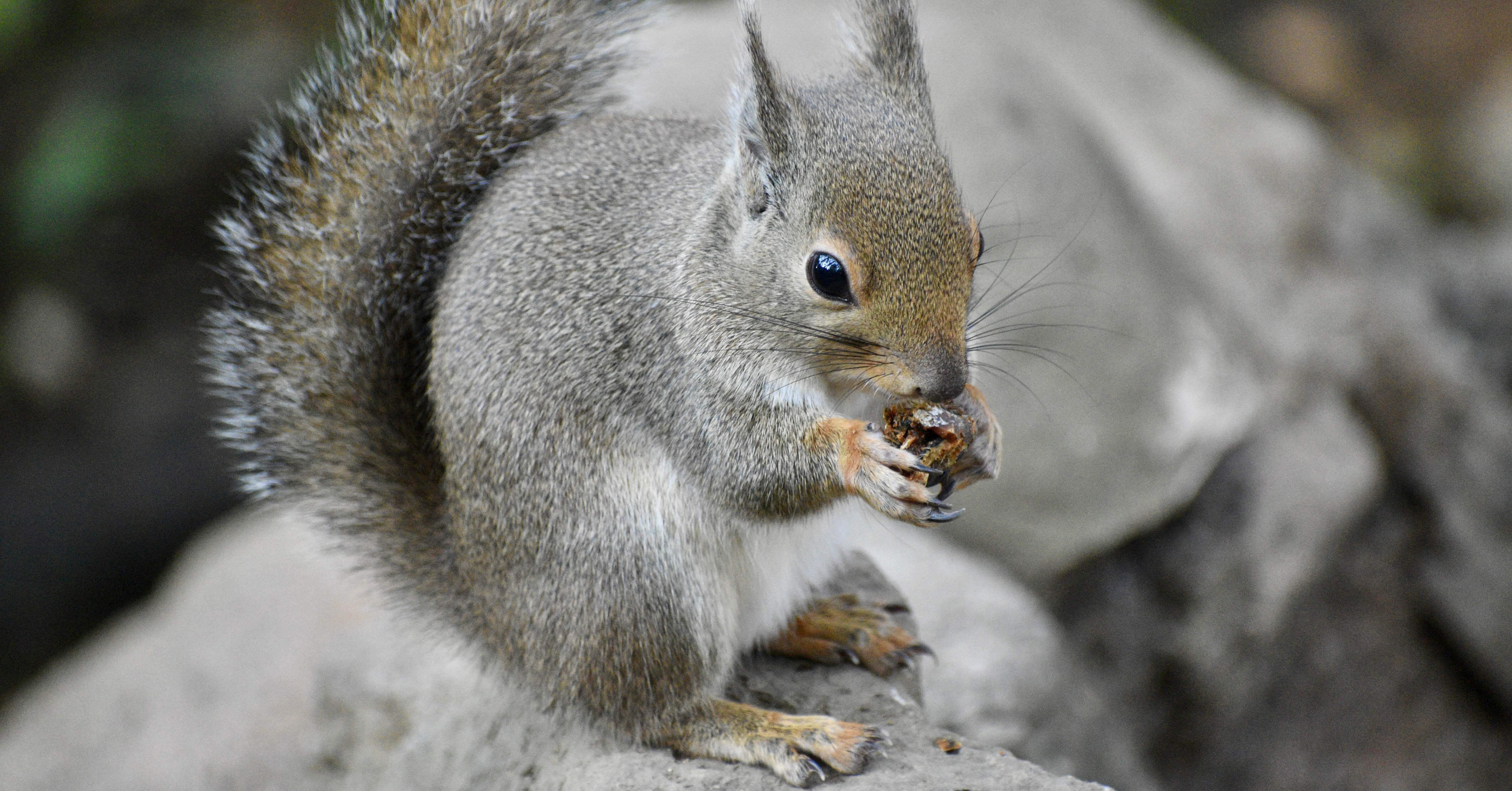 井の頭自然文化園 / Inokashira Park Zoo(Tokyo, Japan)｜N.Hagimoto