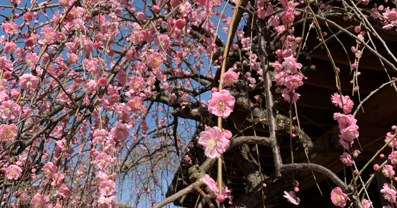 ビジネススキルドクター初級編動画dvd 奇跡のドアを開ける鍵 Tetsuya Kawai Note