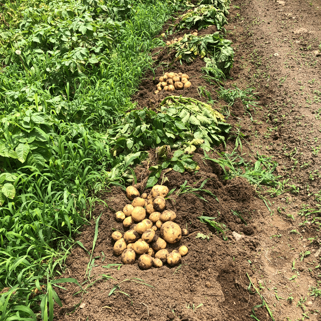 ジャガイモの栽培法 Muna Farm 無農薬自給自足 Note