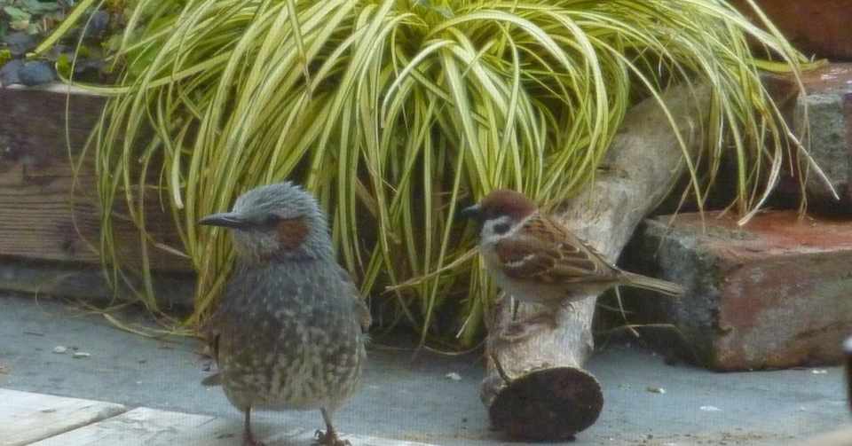 一つの石と二羽の鳥 2人30分 久野那美 Note