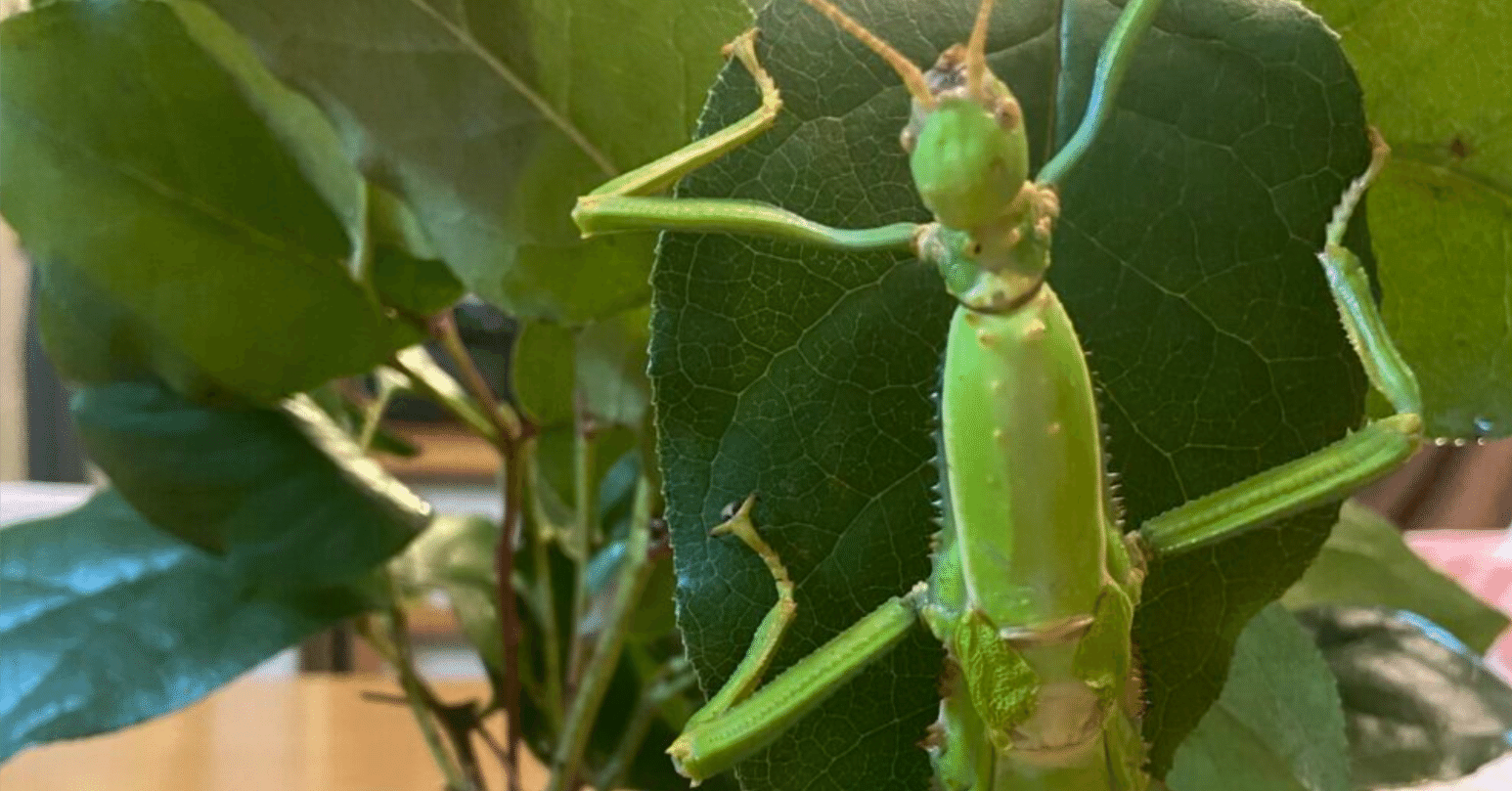 Diapherodes gigantea　ギガンティア卵20個　ナナフシ　＋オマケ幼体5匹 Diapherodes gigantea ギガンティア卵10個 ナナフシ＋オマケ