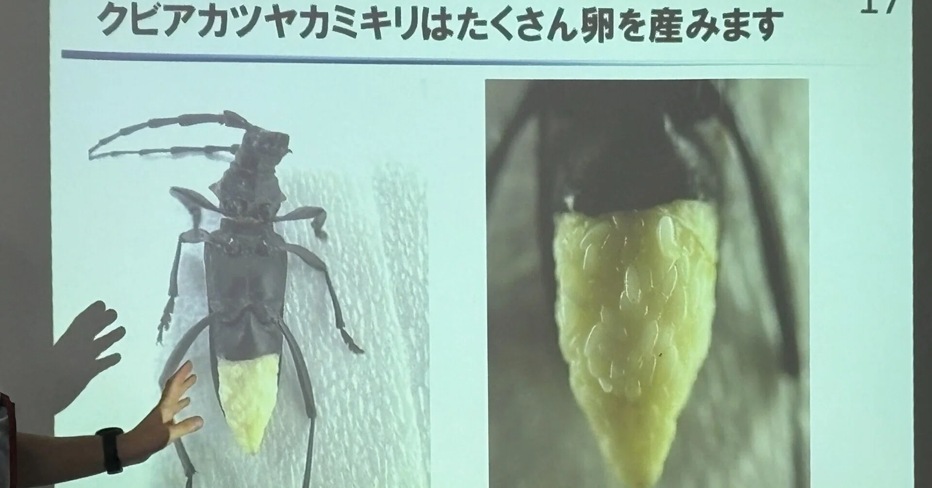 生きてると 無条件に 殺害し 後の選択 標本化も｜南河内ニュース