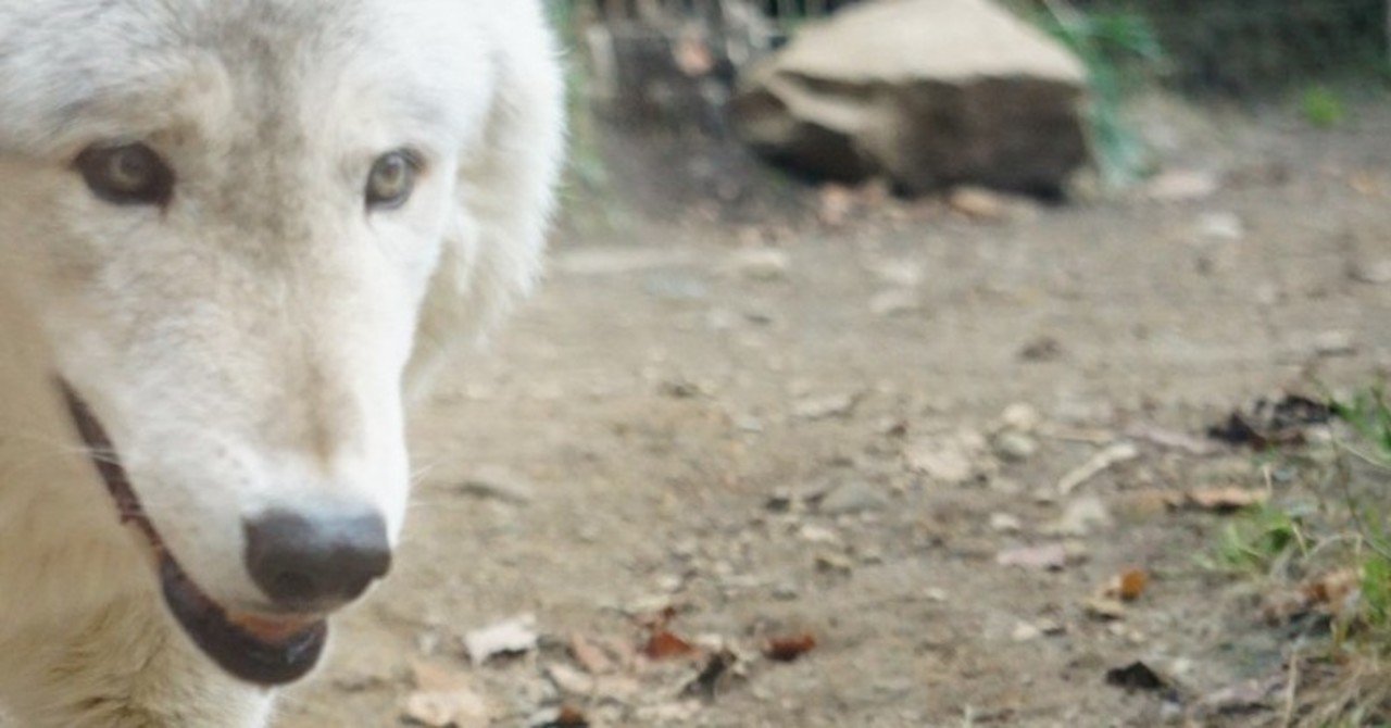 犬が怖い 感覚過敏その Lu Note