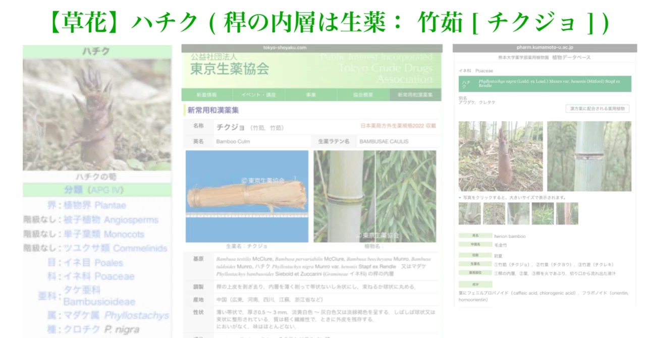 【草花】ハチク ( 稈の内層は生薬： 竹茹 [ チクジョ ] )｜200im