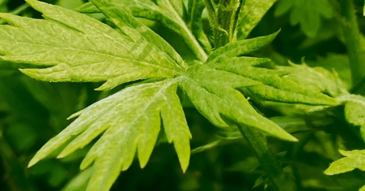ヨモギと次の植生──菌・炭素・光のバトン｜さえもん園 よしき