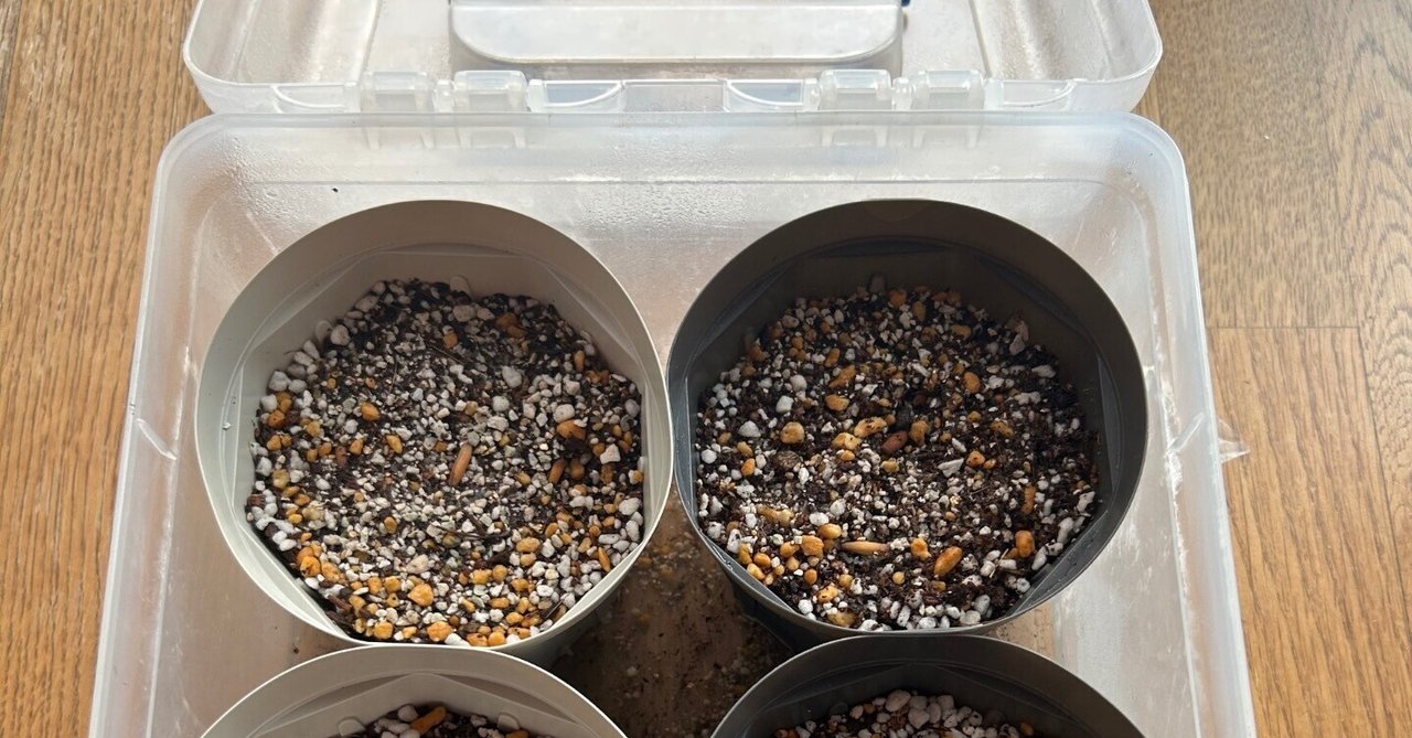 🌵アデニウム育成日記【1日目】～100均鉢＋クリアボックスで始める、俺流アデニウム発芽セット～｜Y H