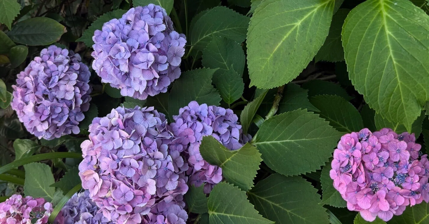 紫陽花をめぐる、6月の色の旅｜sshocco.