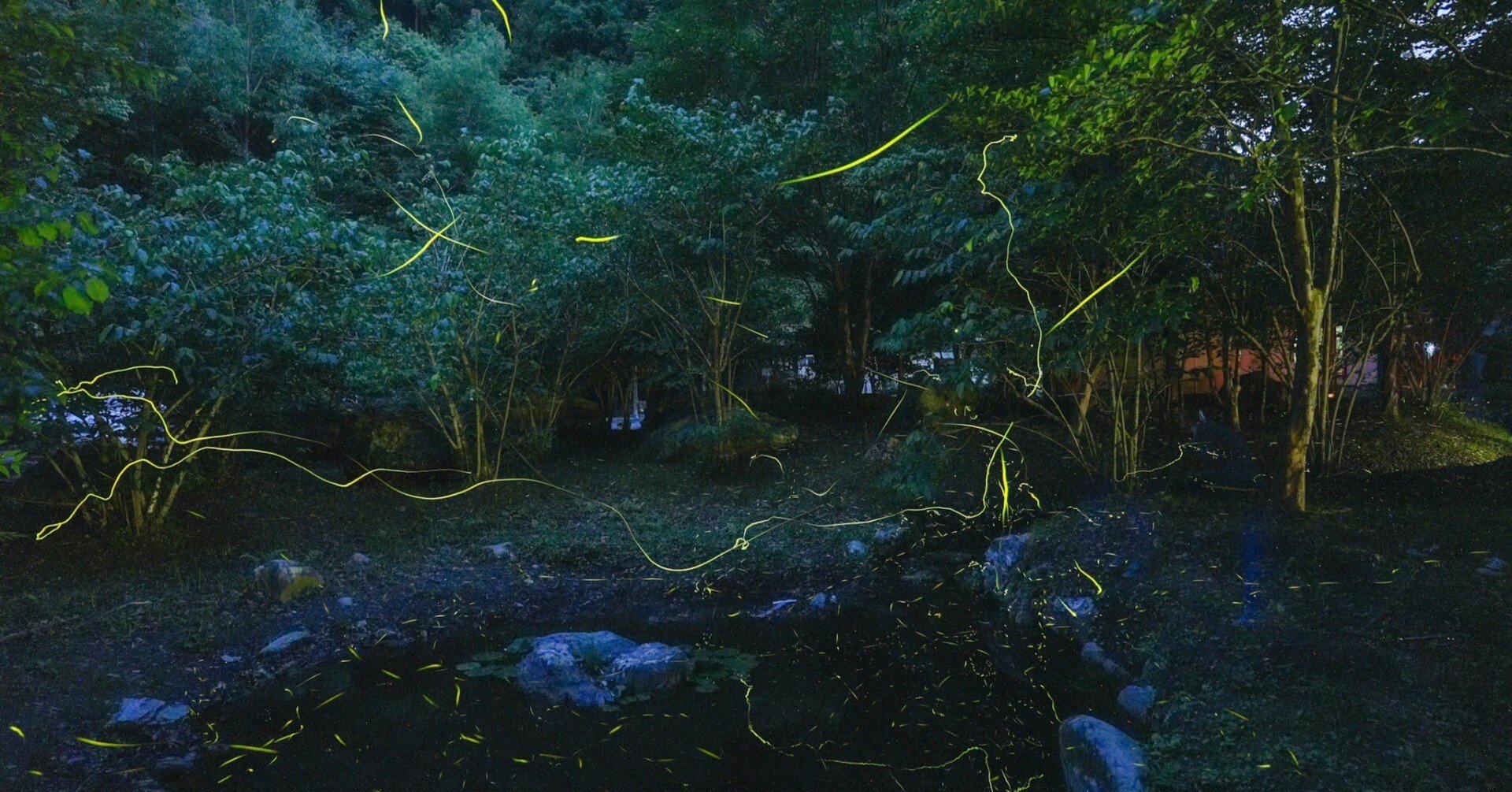 寄居でホタルを楽しもう!｜寄居まちづくりNOTE