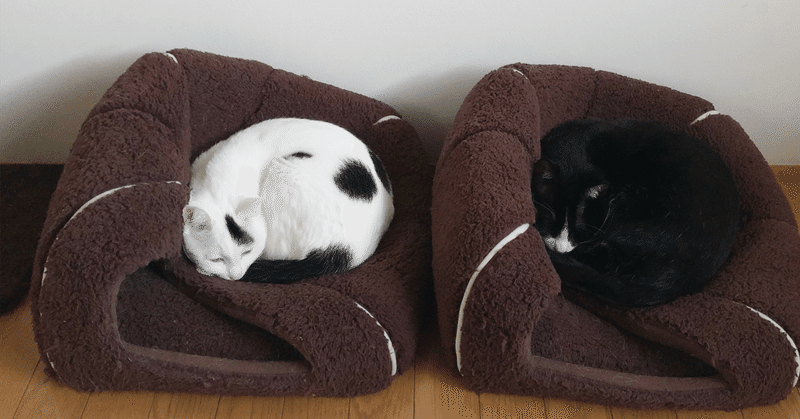 ペット可物件の裏事情：トラブルとその対策