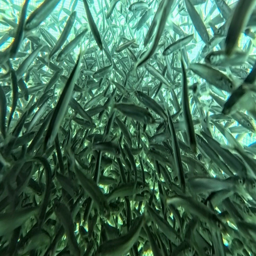 豊川天然遡上の鮎 汲み上げ放流｜HATCH