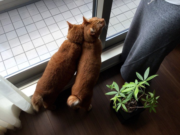 先日の帰省の時の写真です。なぜか、ママと猫が窓のところに集合していました。ちょうど緑の植物も近くにあってなんかいい感じに。