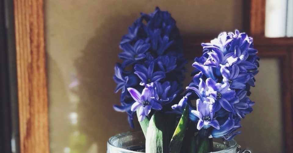 ユニークヒヤシンス 別名 最高の花の画像 ユニークヒヤシンス 別名 最高の花の画像