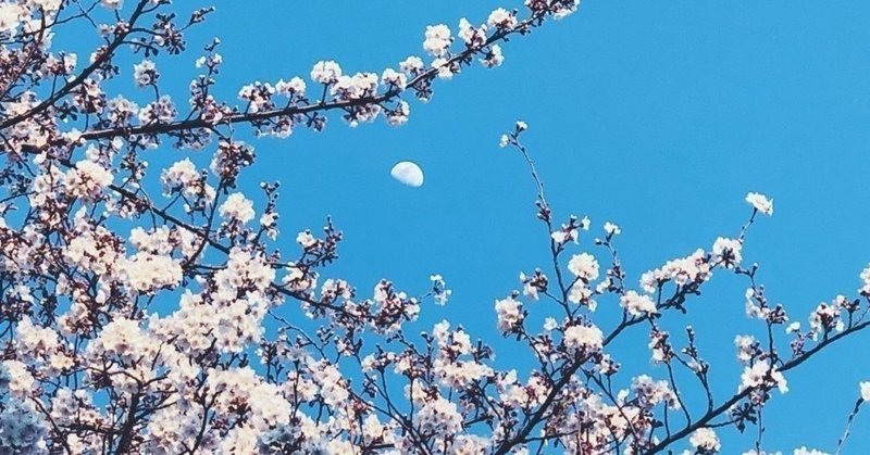桜の花の咲く頃に。