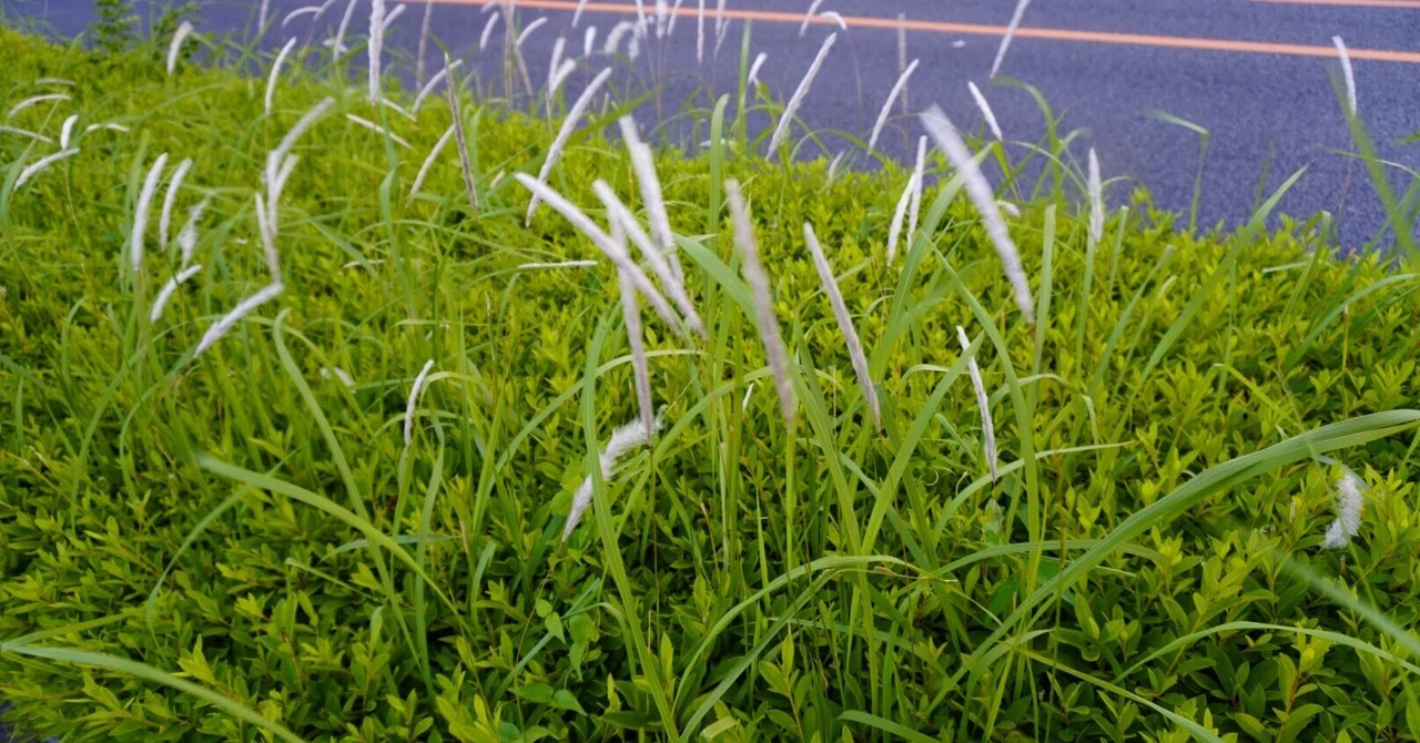 I received some rosemary from the garden of my neighborhood bakery.｜イワミ