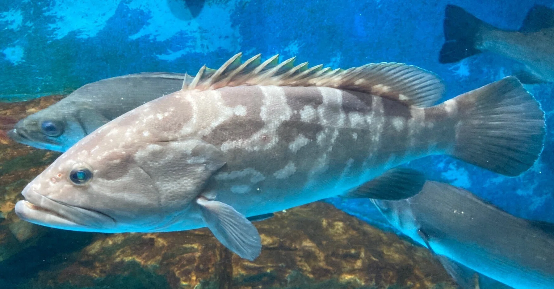 クエ《展示動物解説》｜桂浜水族館 公式