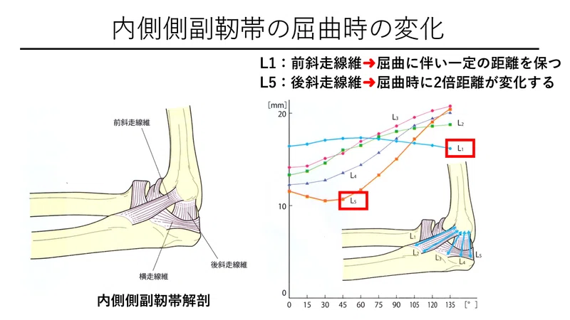 脳卒中上肢麻痺改善において必要な知識～肘関節屈曲・伸展制限の …