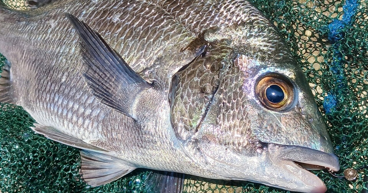 I caught a long-awaited big fish at one of the most divine