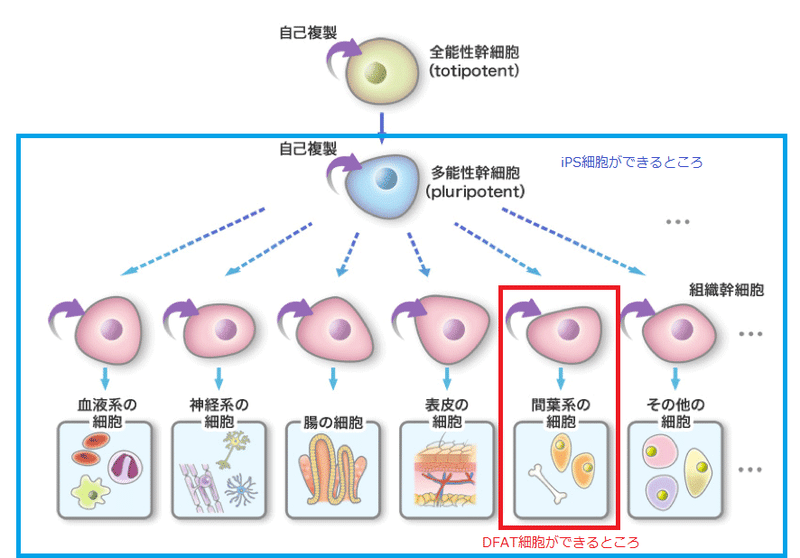 幹細胞 種類