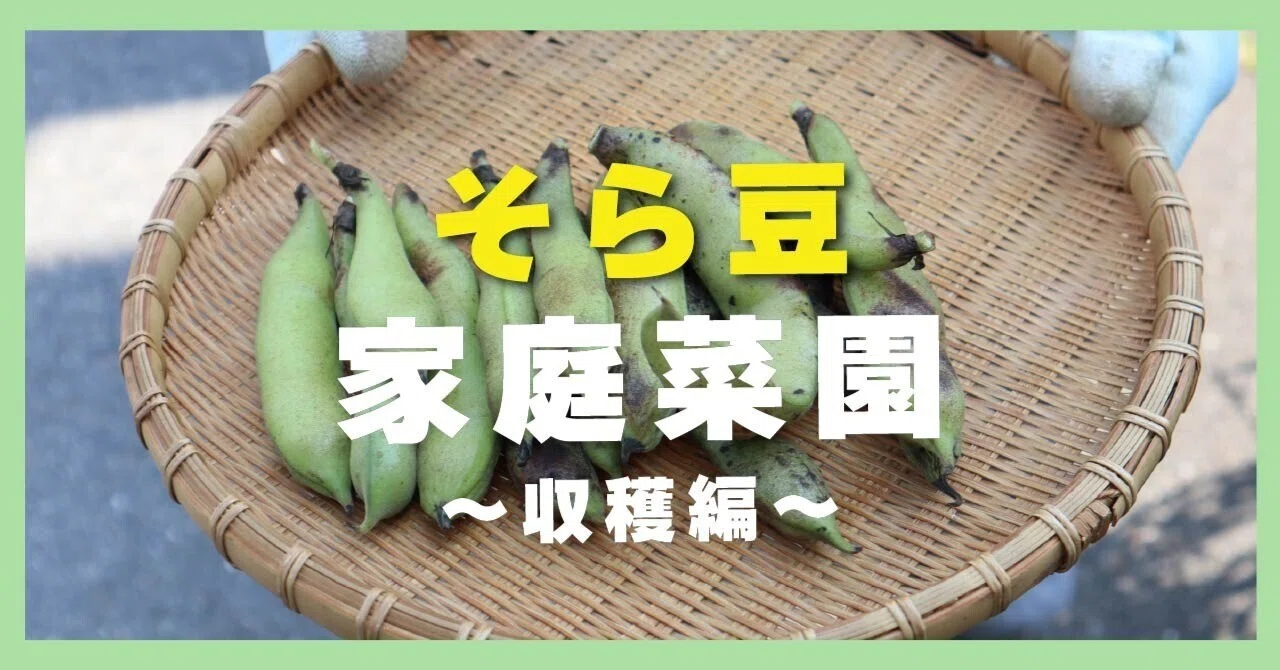 note限定】そら豆の成長記録。収穫したらすぐ食べましょう！おしゃれな