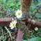 花野祥実