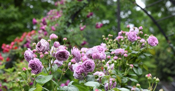 使える！「1000種」の切り花バラ図鑑、刊行間近です！｜植物生活