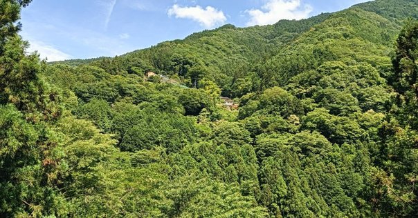 旧日本軍 昭和19年 瀧第五三四二部隊長陸軍大佐
