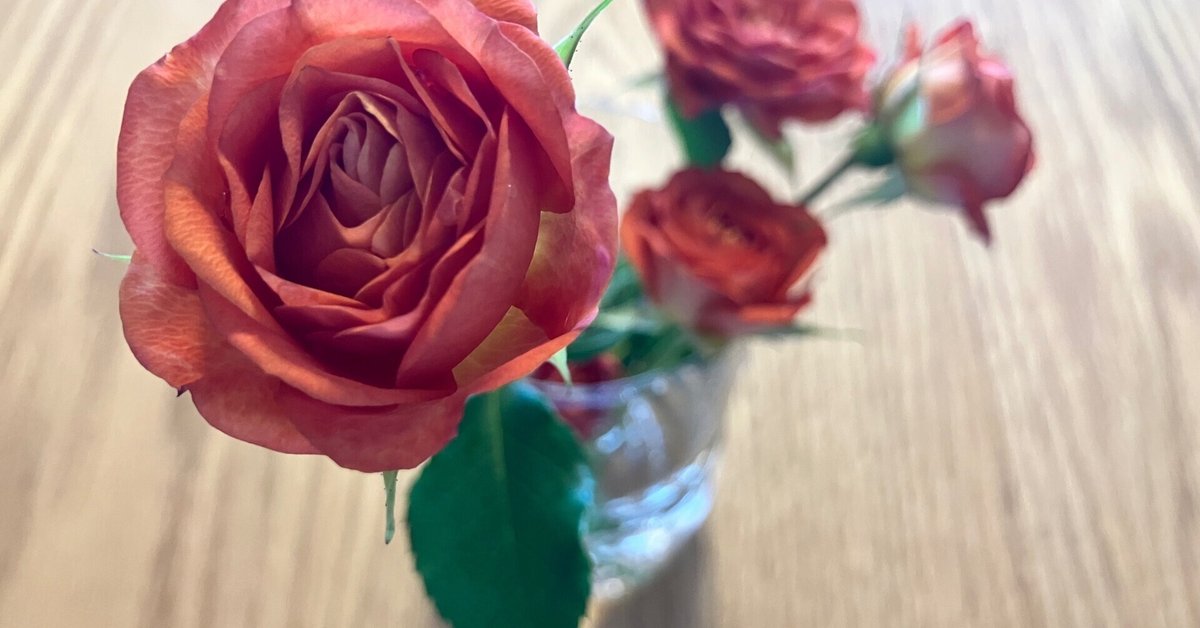 黒真珠薔薇挿し木様の枝 黒真珠（バラ図鑑）