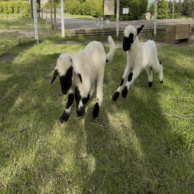 ヴァレーブラックノーズシープの赤ちゃん！｜那須どうぶつ王国公式note