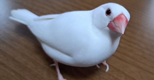 白文鳥の家族 家族の紹介 - 文鳥様｜りょぶん