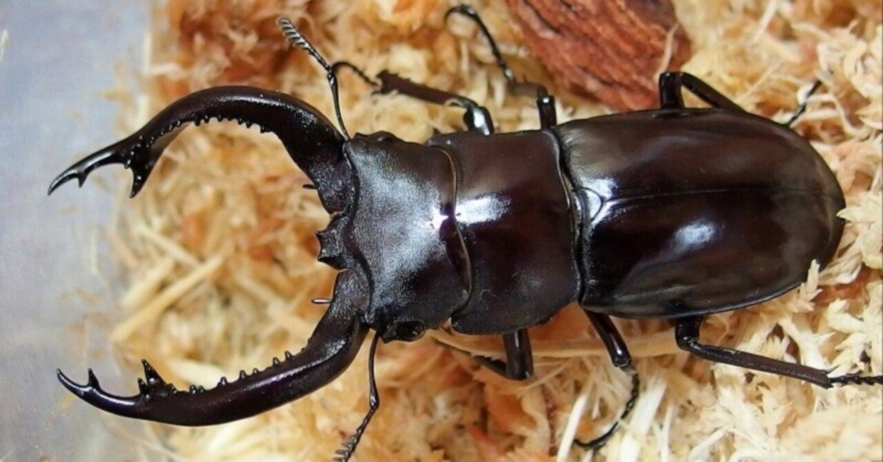 WD】フォルスターフタマタクワガタ・キヨタミ亜種の飼育記録（失敗