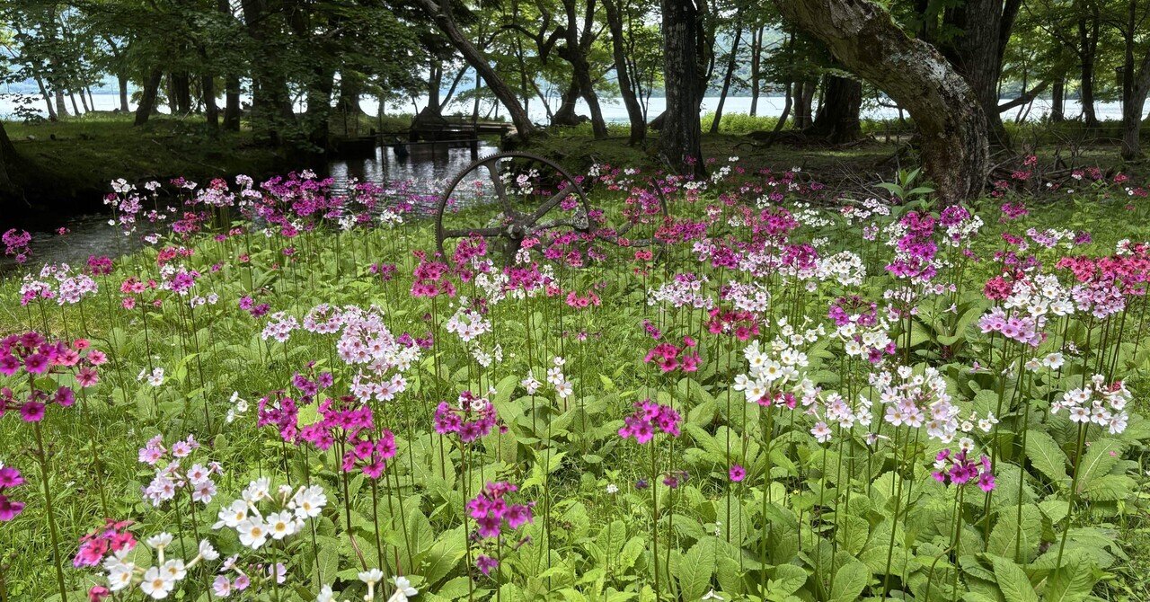 油絵 風景画 クリンソウ(九輪草) ５月【P10】 Amazon.co.jp: 油絵 風景画 クリンソウ 九輪草 F6 5月 : おもちゃ