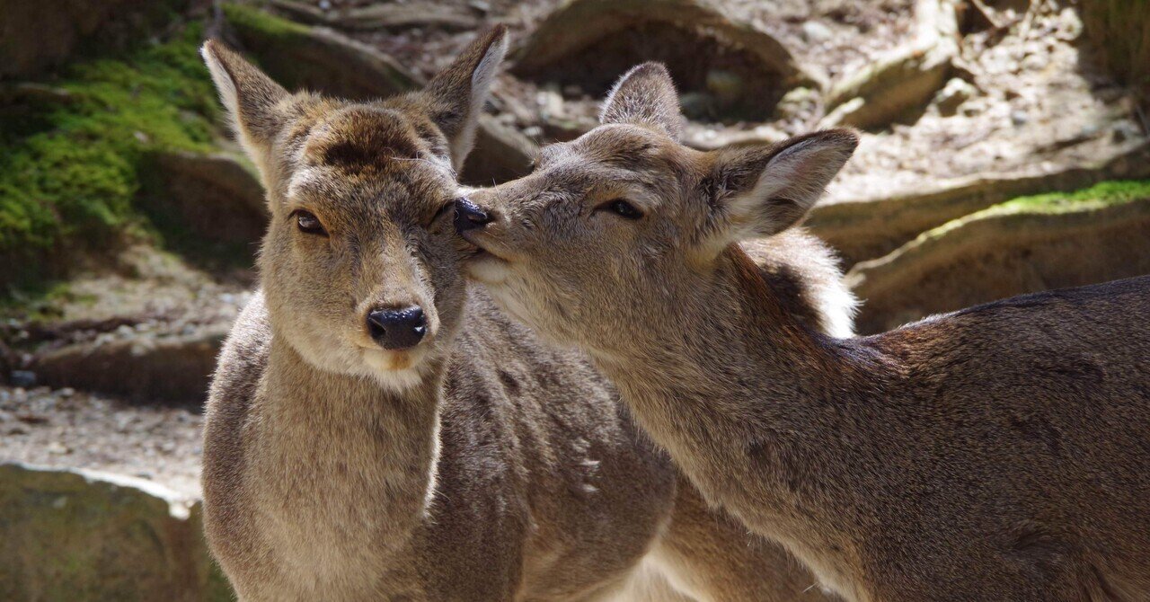【鹿せんべい様用】定価32,000円HIGH STREET Mサイズ 🍘🦌鹿せんべいマグネット🦌🍘 皆さん、鹿せんべいを鹿にあげた