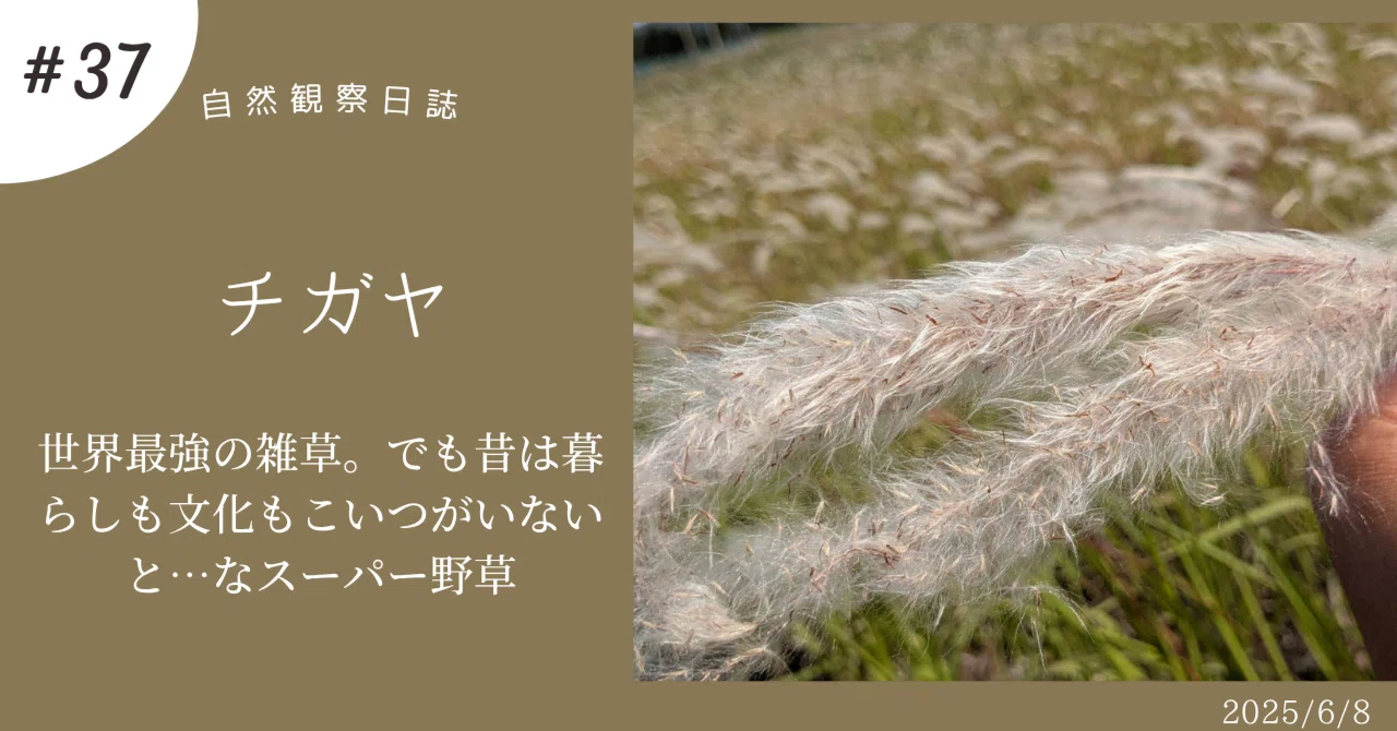 チガヤ 世界最強の雑草。でも昔は暮らしも文化もこいつがいないと…なスーパー野草|ぜん