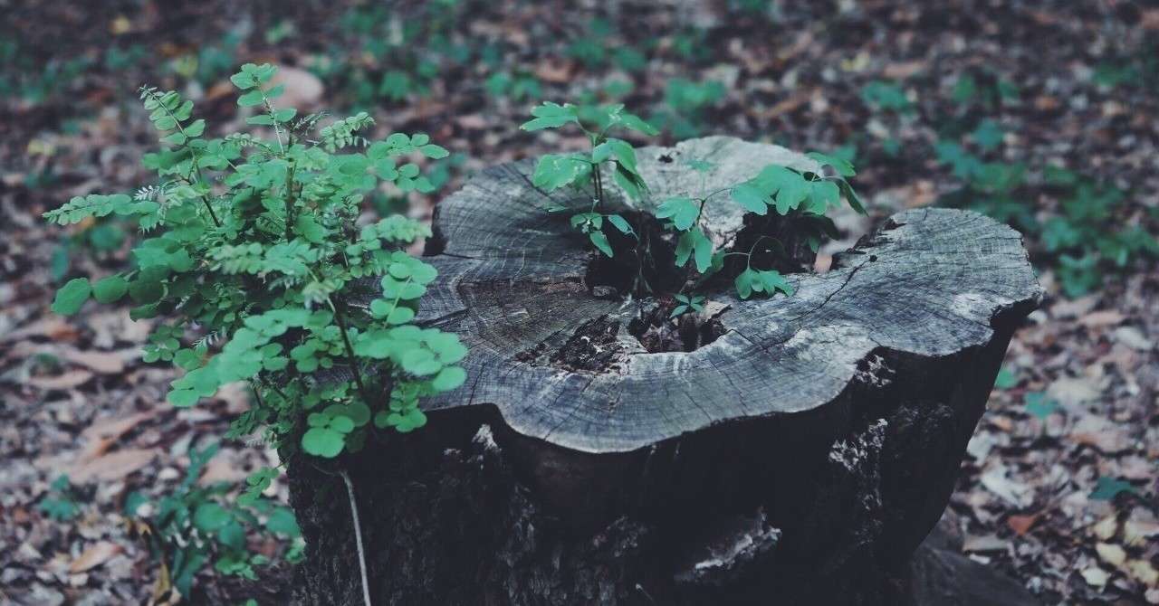 森の奥の奇妙な家 諭吉 Note