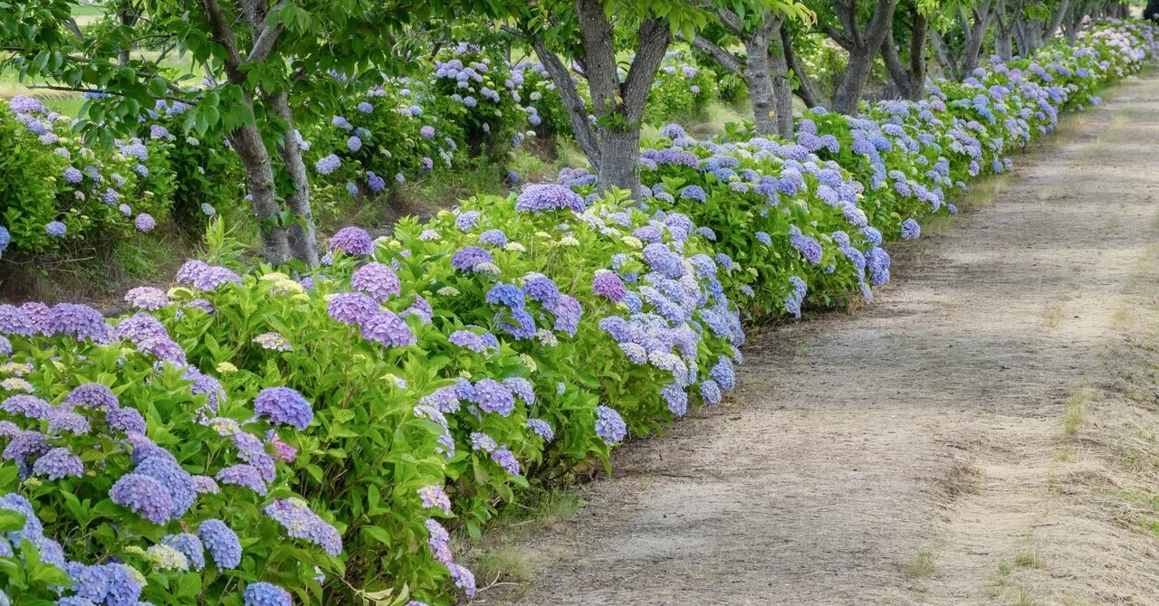 宮荘川の紫陽花｜KATSUMI