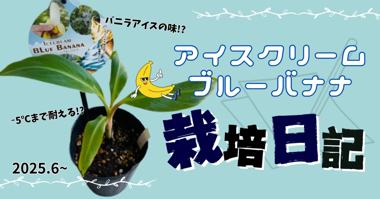 1 初めてのバナナ栽培🍌耐寒性バナナってどうなの？｜アイスクリーム
