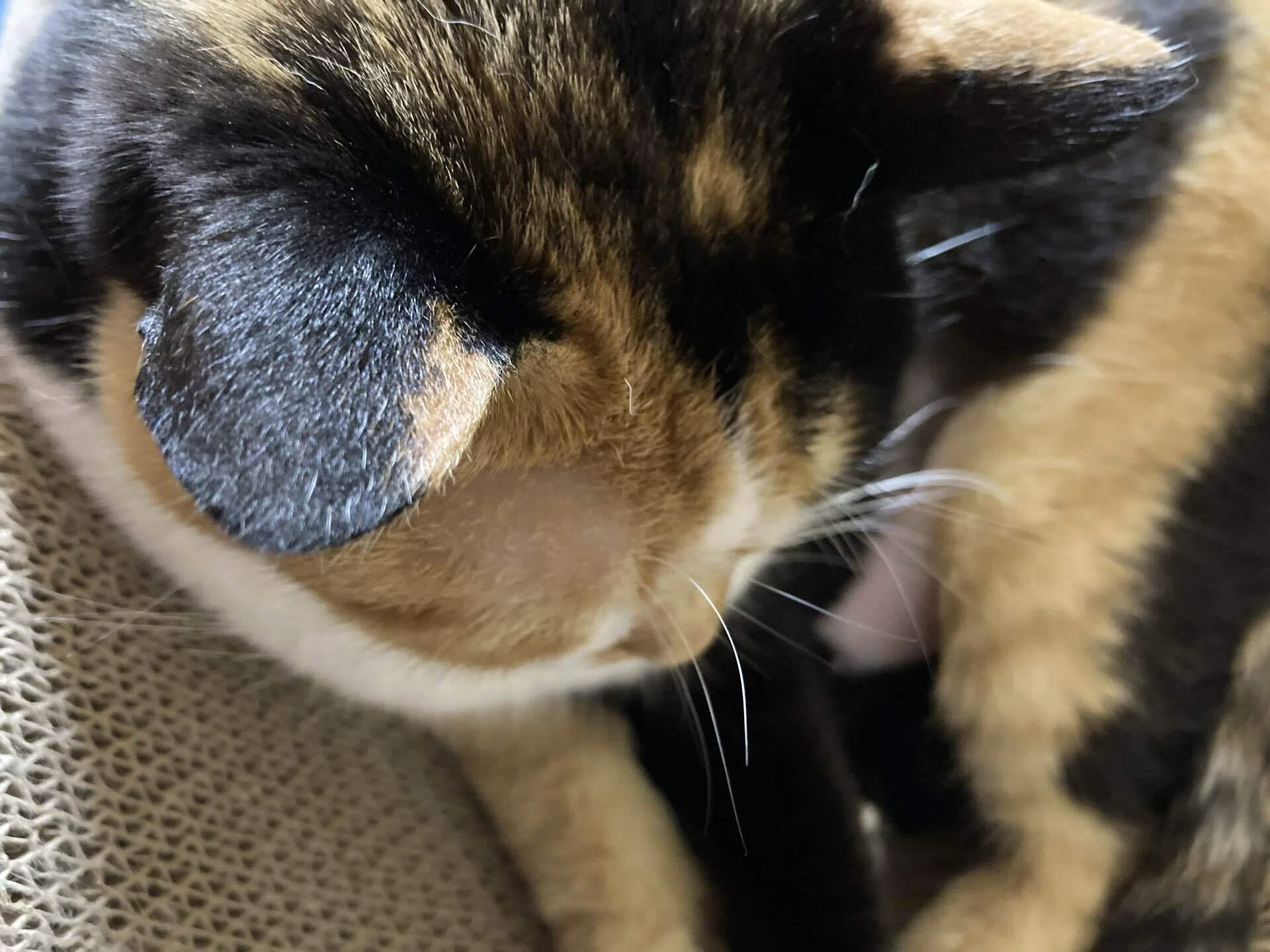 眠れない。昨日帰ったら三毛猫の片目が開かなくなっていた事が気になっ
