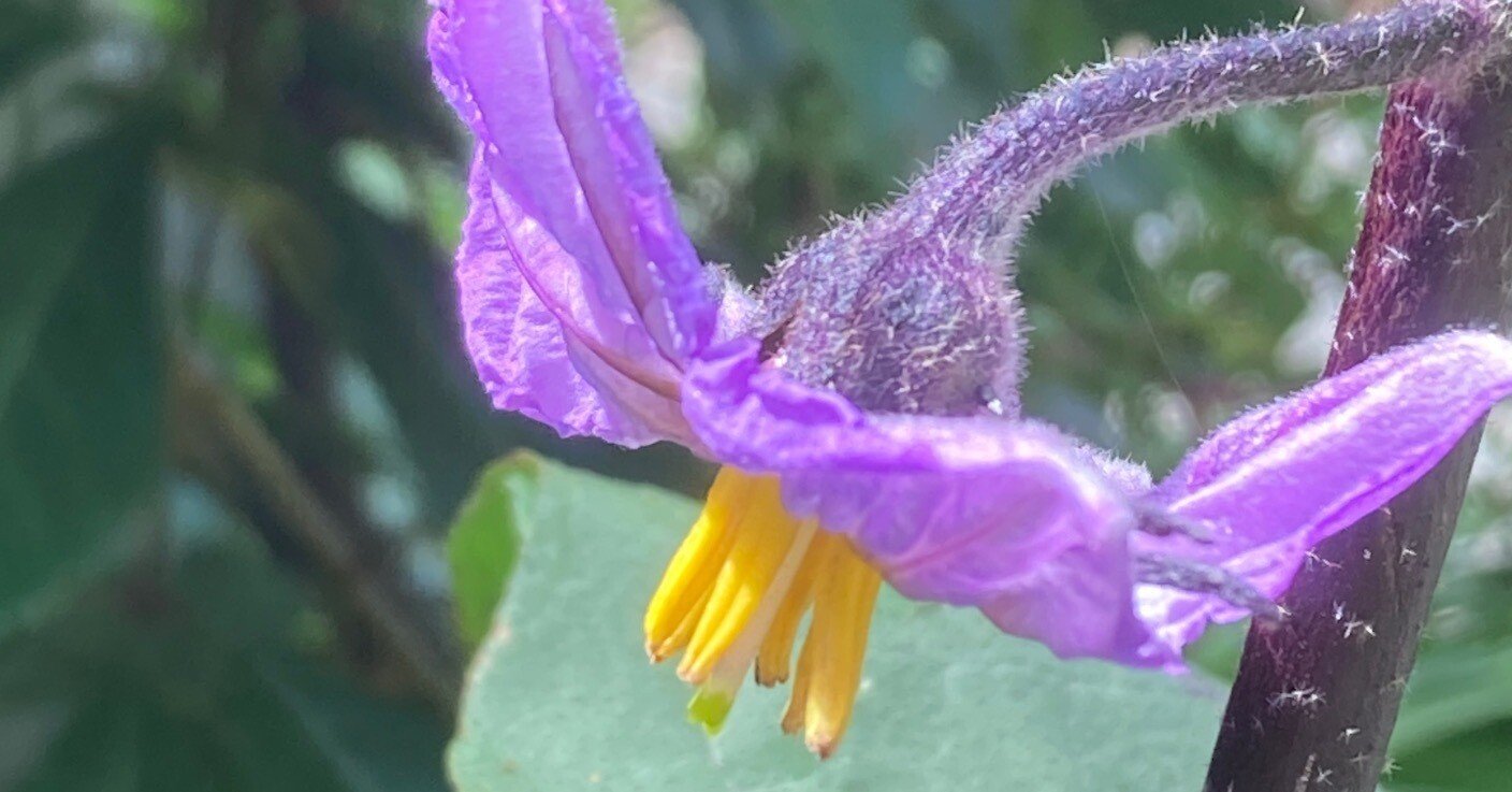 茄子の花 ｜のりこの シックスリッチ