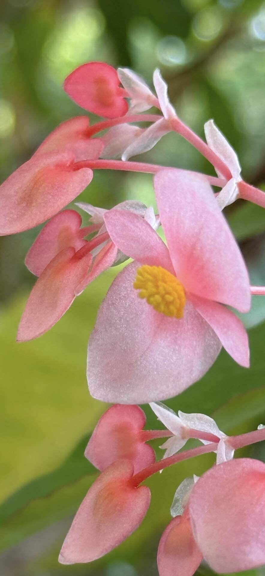 ベゴニア マクラータ 美しいドットデザインリーフの観葉植物｜EGGSEED