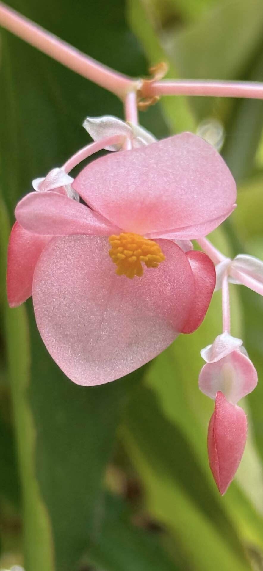 Begonia maculata 'Pink'｜ベゴニア マクラータ ピンク Begonia