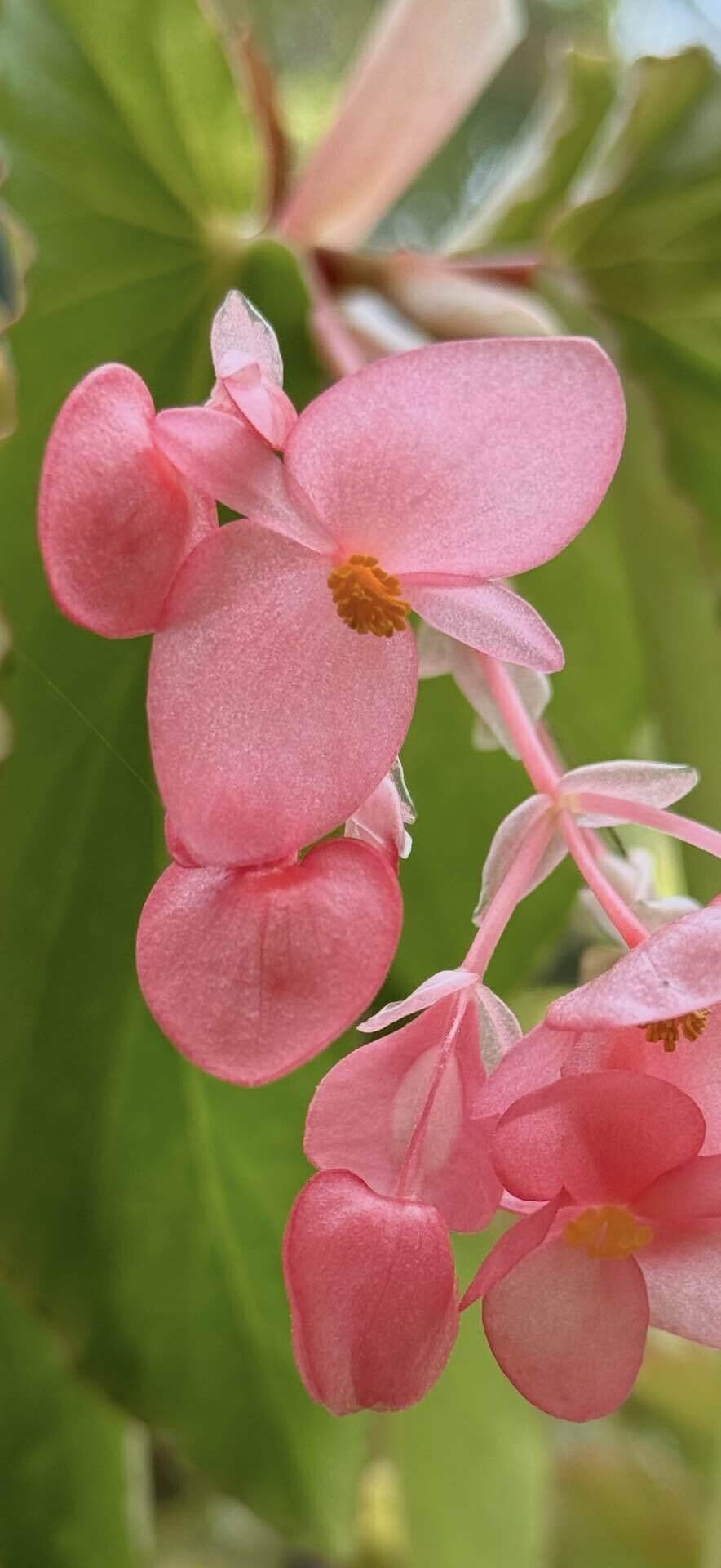 Begonia maculata 'Pink'｜ベゴニア マクラータ ピンク Begonia maculata 'Pink'｜ベゴニア マクラータ ピンク Begonia