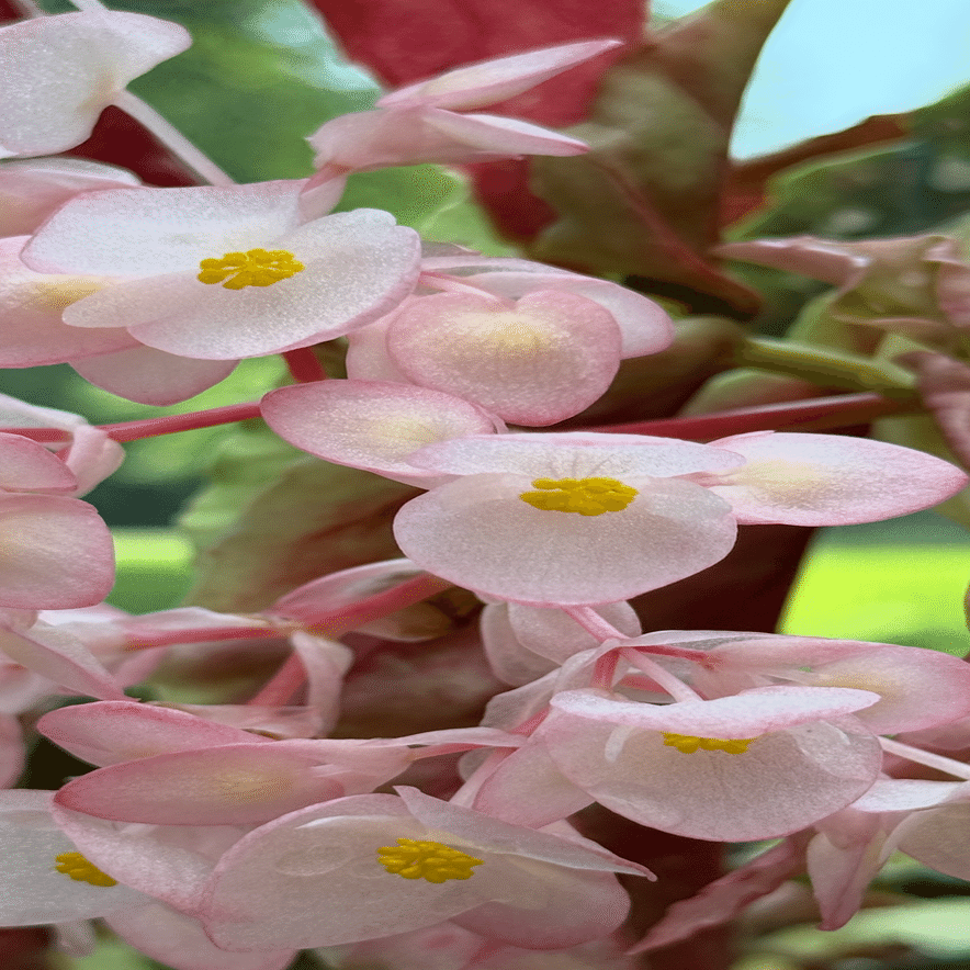 ベゴニア マクラータ 美しいドットデザインリーフの観葉植物｜EGGSEED