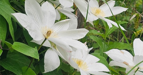 【開封済】Flowers Memoire eternelle＋グロリオサの花言葉 InnocentGrey/Noesis / FLOWERSサウンドドラマCD「グロリオサの
