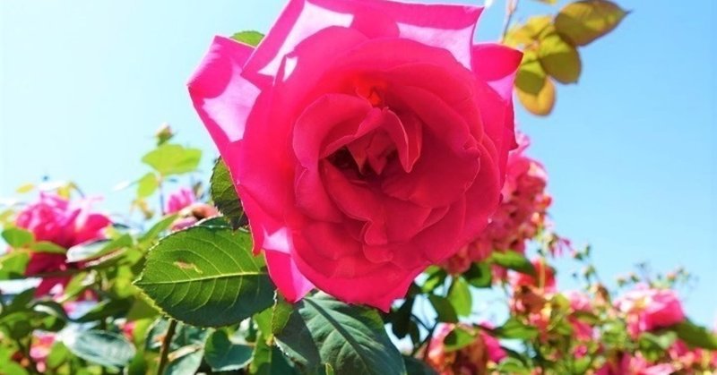 エッセイ バラの香りに包まれて コナ Note