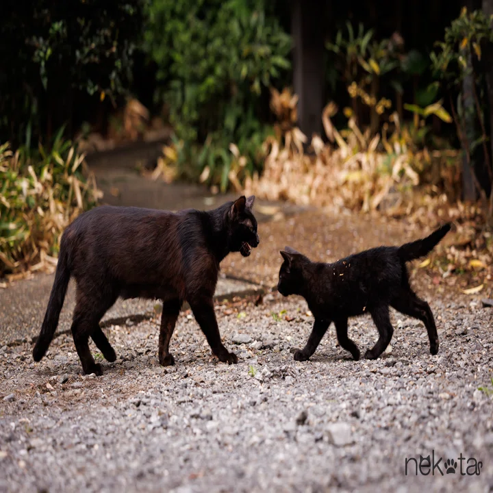 行ってらっしゃい、の時間」 黒猫の親子が交わす、言葉のないやり取り