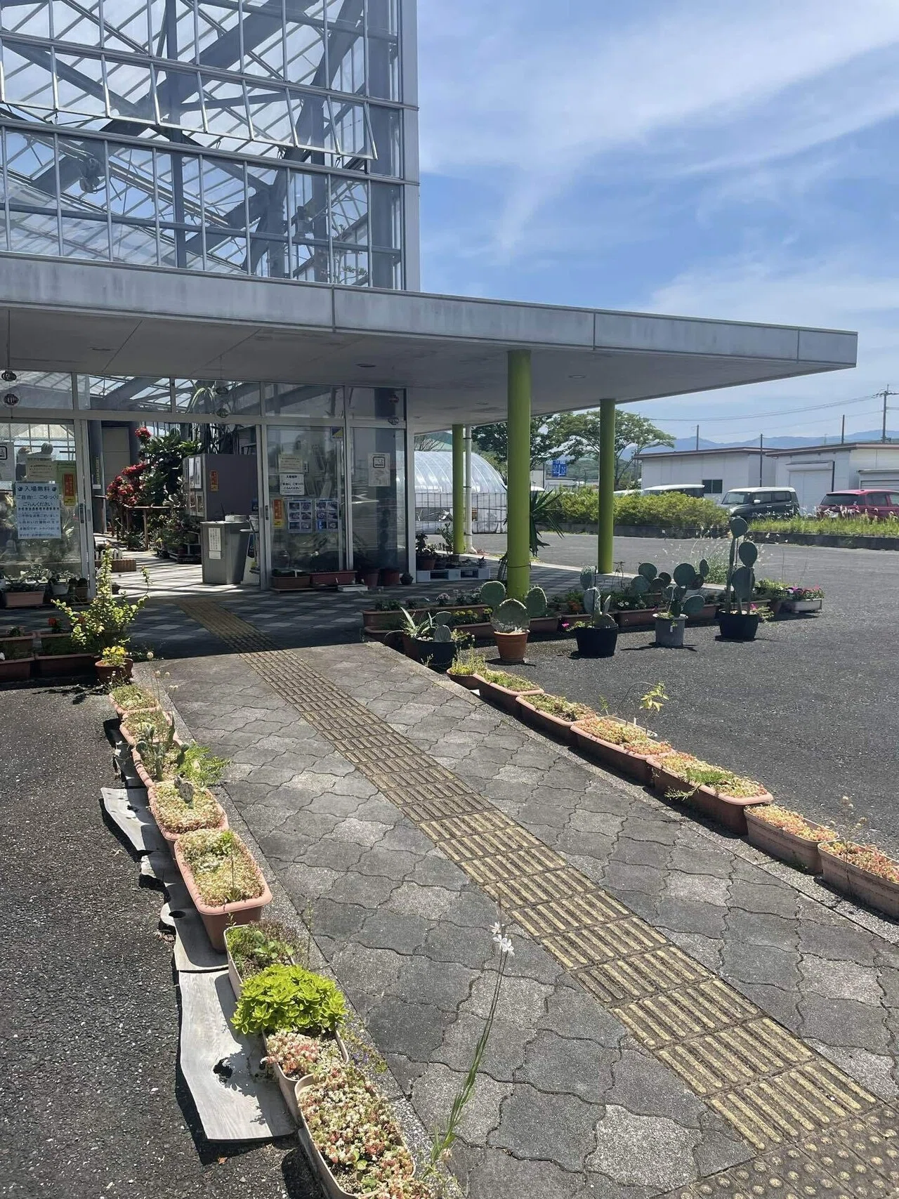 🌵【多肉Time】無料で巨大サボテンに会える⁉︎地元で噂の“サボテン
