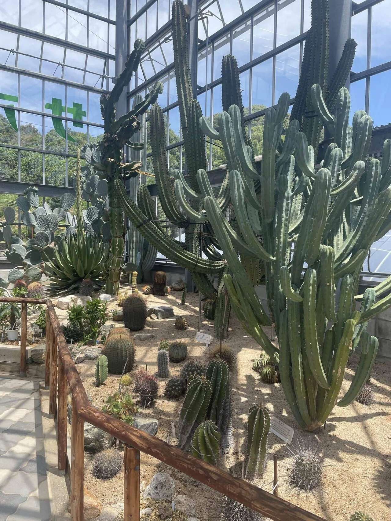 🌵【多肉Time】無料で巨大サボテンに会える⁉︎地元で噂の“サボテン