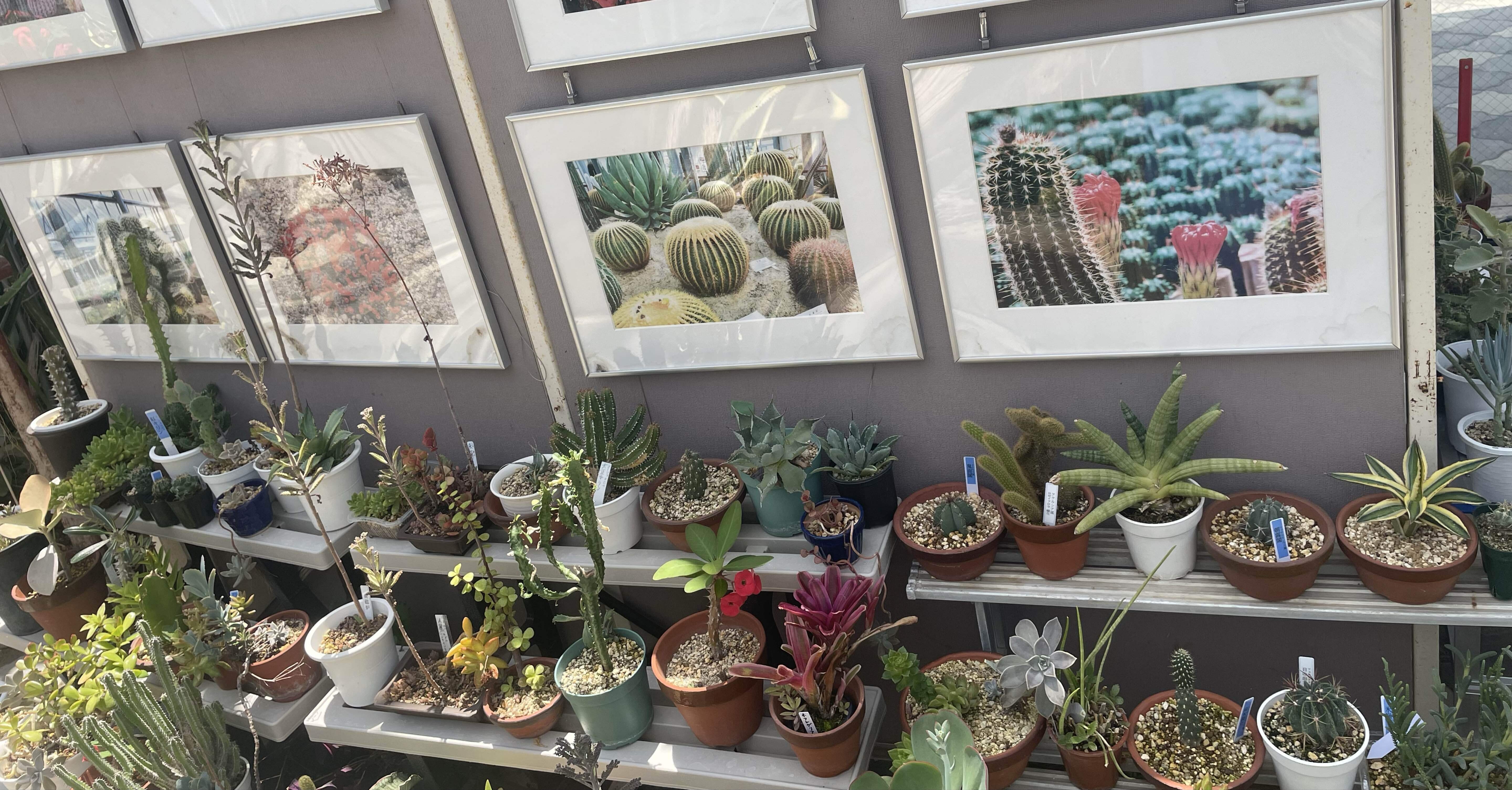 🌵【多肉Time】無料で巨大サボテンに会える⁉︎地元で噂の“サボテン