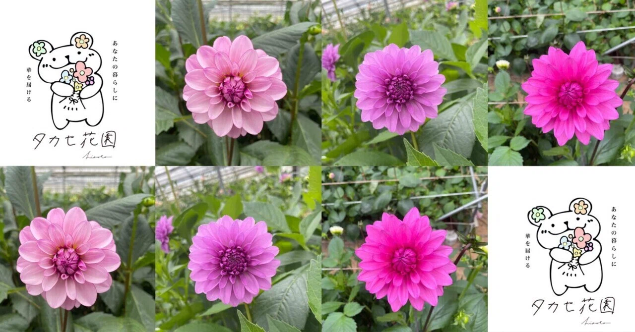 Takase Flower Garden's Dahlia Encyclopedia Vol. 4 | Moonstone
